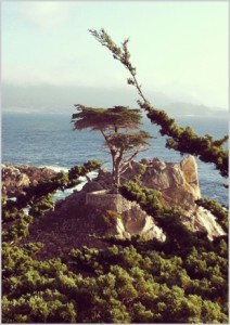 tree-outlook-reading